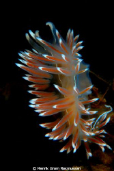 The  "nudies" is easyly found in great numbers during the... by Henrik Gram Rasmussen 